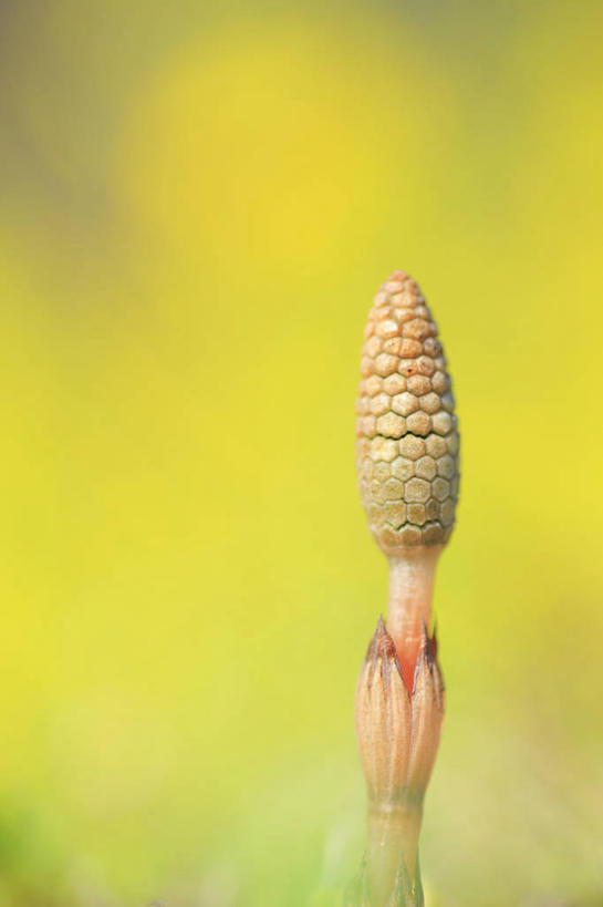 无人,竖图,室外,特写,白天,正面,美景,植物,长野县,日本,亚洲,阴影,朦胧,模糊,盛开,光线,影子,景观,花蕾,花,花瓣,花朵,鲜花,一朵,绿色,阳光,自然,花苞,花蕊,景色,马尾,生长,成长,自然风光,东亚,本州,本州岛,日本国,中部地方,长野,安昙野,安昙野市,彩图,马尾植物