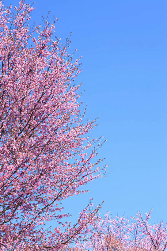 无人,竖图,室外,白天,仰视,幸福,纯洁,美景,植物,樱花,长野县,日本,亚洲,许多,阴影,盛开,光线,影子,景观,花蕾,花,花瓣,花朵,鲜花,树,树木,粉色,蓝色,绿色,蓝天,天空,阳光,自然,天,花苞,花蕊,景色,生长,晴朗,成长,等待,生命,自然风光,东亚,本州,万里无云,本州岛,日本国,中部地方,长野,仙樱花,福岛樱,青肤樱,高尚,热烈,安昙野,安昙野市,晴空,晴空万里,荆桃,彩图,低角度拍摄