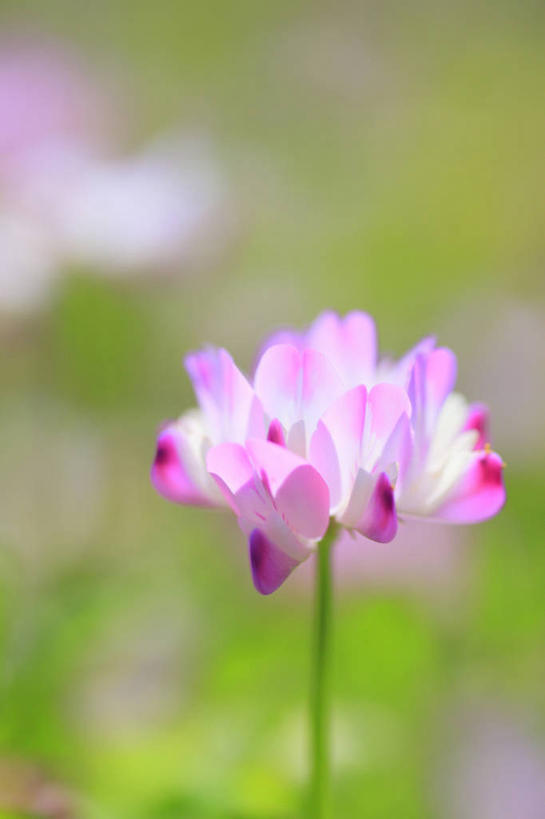 无人,竖图,室外,特写,白天,正面,美景,长野县,日本,亚洲,阴影,朦胧,模糊,盛开,光线,影子,景观,花蕾,花,花瓣,花朵,鲜花,一朵,阳光,自然,花苞,花蕊,景色,自然风光,东亚,紫云英,红花草,本州,本州岛,日本国,中部地方,长野,翘摇,安昙野,安昙野市,彩图