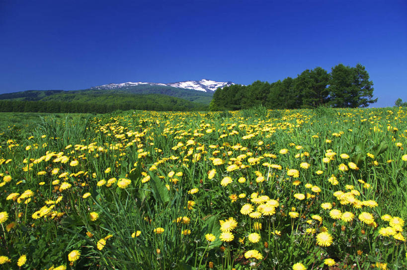 无人,横图,室外,白天,正面,爱情,旅游,度假,草地,草坪,花海,花圃,美景,山,树林,雪,雪山,植物,大雪,蒲公英,叶子,北海道,日本,亚洲,许多,阴影,盛开,光线,影子,冰,积雪,景观,山峰,雪景,冬季,冬天,山峦,花蕾,娱乐,草,花,花瓣,花朵,花卉,鲜花,树,树木,黄色,蓝色,绿色,蓝天,天空,阳光,自然,花丛,花束,花田,天,花苞,花蕊,享受,休闲,景色,放松,寒冷,生长,晴朗,成长,冰冷,自然风光,东亚,万里无云,日本国,北海道地方,北海道岛,严寒,冰凉,开朗,酷寒,凛冽,凛凛,极冷,晴空,晴空万里,蒲公草,尿床草,黄花地丁,彩图,后志支厅,后志综合振兴局,积丹,积丹半岛,道央