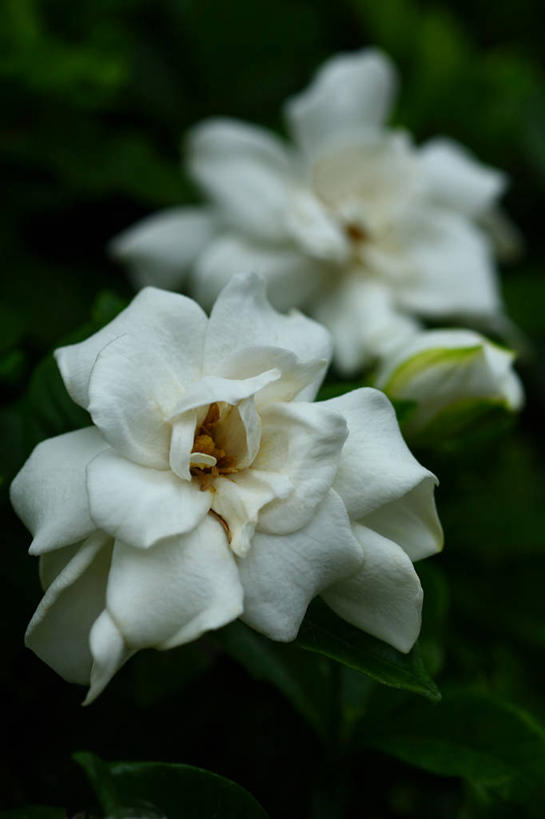 无人,竖图,室外,特写,白天,正面,爱情,美景,叶子,阴影,朦胧,模糊,盛开,光线,影子,景观,栀子花,绿叶,花蕾,花,花瓣,花朵,鲜花,两朵,白色,阳光,自然,花苞,花蕊,嫩叶,景色,栀子,坚强,自然风光,永恒,守候,黄栀,黄栀子,山栀,山栀子,叶,叶片,彩图