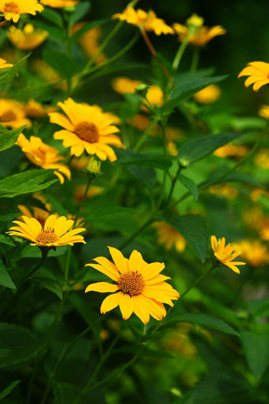 无人,竖图,室外,特写,白天,正面,花海,花圃,美景,植物,叶子,许多,阴影,朦胧,模糊,盛开,光线,影子,景观,绿叶,花蕾,花,花瓣,花朵,花卉,鲜花,黄色,绿色,阳光,自然,花丛,花束,花田,花苞,花蕊,嫩叶,景色,自然风光,菊芋,洋姜,鬼子姜,叶,叶片,彩图