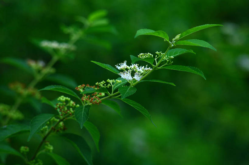 无人,横图,室外,特写,白天,正面,美景,叶子,许多,阴影,朦胧,模糊,盛开,光线,影子,景观,绿叶,花蕾,花,花瓣,花朵,鲜花,白色,阳光,自然,花苞,花蕊,嫩叶,景色,自然风光,白棠子树,紫珠,叶,叶片,彩图