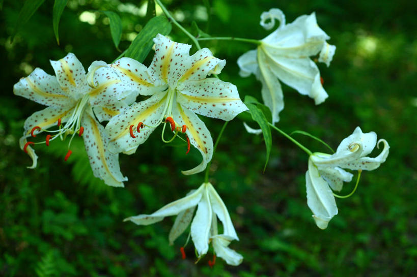 无人,横图,室外,特写,白天,正面,美景,百合花,叶子,五朵,阴影,朦胧,模糊,盛开,光线,影子,景观,绿叶,花蕾,花,花瓣,花朵,鲜花,白色,阳光,自然,花苞,花蕊,嫩叶,景色,自然风光,强瞿,百合蒜,倒仙,番韭,山丹,叶,叶片,彩图