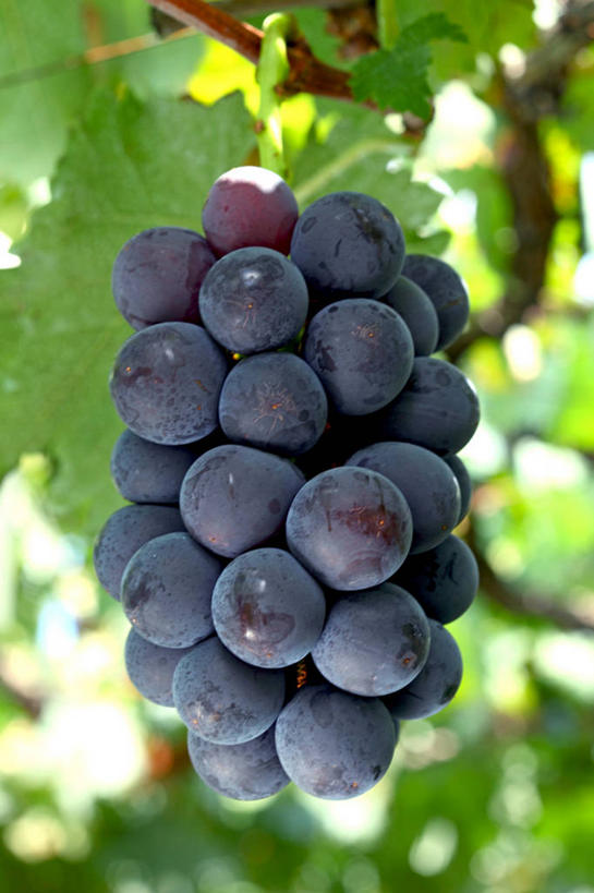 无人,竖图,室外,特写,白天,仰视,葡萄,水果,叶子,一串,阴影,新鲜,光线,影子,生食,食品,果实,绿叶,架子,食物,黑色,阳光,嫩叶,有机食品,绿色食品,支撑,固定,葡萄架,叶,叶片,山葫芦,蒲桃,草龙珠,彩图,低角度拍摄