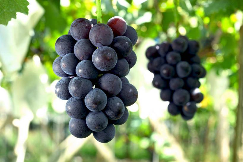 无人,横图,室外,特写,白天,仰视,葡萄,水果,叶子,阴影,新鲜,光线,影子,生食,食品,果实,绿叶,两串,架子,食物,黑色,阳光,嫩叶,有机食品,绿色食品,支撑,固定,葡萄架,叶,叶片,山葫芦,蒲桃,草龙珠,彩图,低角度拍摄