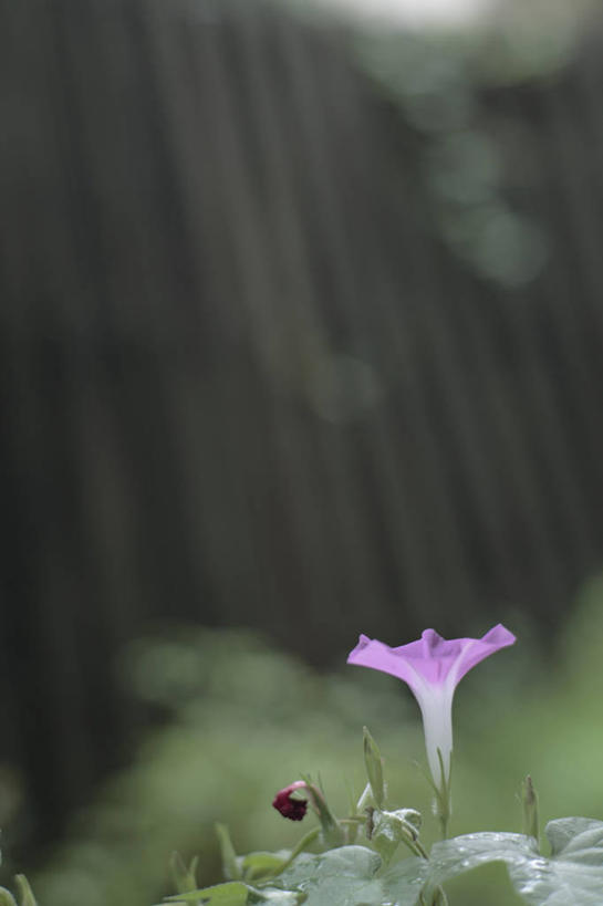 无人,竖图,室外,特写,白天,正面,爱情,喇叭花,叶子,阴影,朦胧,模糊,盛开,光线,影子,绿叶,花蕾,花,花瓣,花朵,鲜花,一朵,粉色,阳光,花苞,花蕊,嫩叶,虚幻,牵牛,牵牛子,勤娘子,朝颜花,冷静,牵牛花,叶,叶片,彩图,朝颜