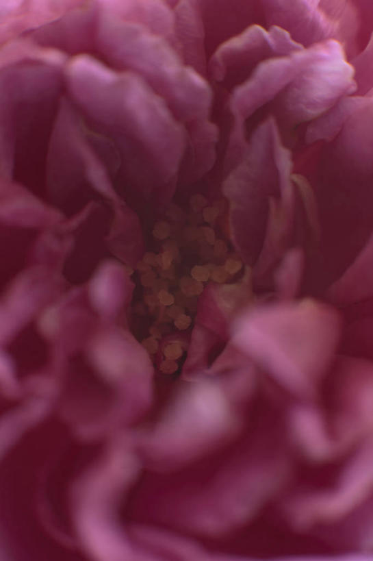 无人,竖图,俯视,室内,特写,白天,爱情,兴奋,幸福,纯洁,热情,玫瑰,许多,玫瑰花,很多,开放,浪漫,黄色,红色,健康,温暖,温馨,奔放,恩爱,活力,积极,激情,摄影,朝气,红玫瑰,影棚,暖色,吉祥,和睦,生命,雌蕊,感动,饱满,尊敬,革命,热烈,赤色,充实,斗志,喜气,主动,天真,刺玫花,徘徊花,彩图,高角度拍摄,影棚拍摄,欢乐,拍摄,花序,融洽