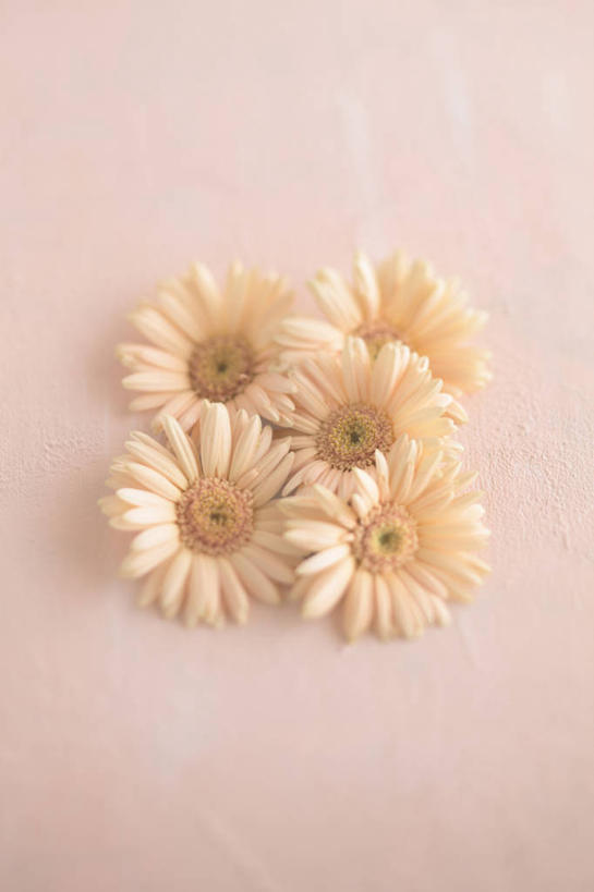 无人,竖图,俯视,室内,特写,白天,五朵,许多,粉色背景,盛开,非洲菊,花蕾,花,花瓣,花朵,鲜花,花苞,花蕊,橙色,菊花,摄影,影棚,扶郎花,灯盏花,千日菊,彩图,高角度拍摄,影棚拍摄,拍摄