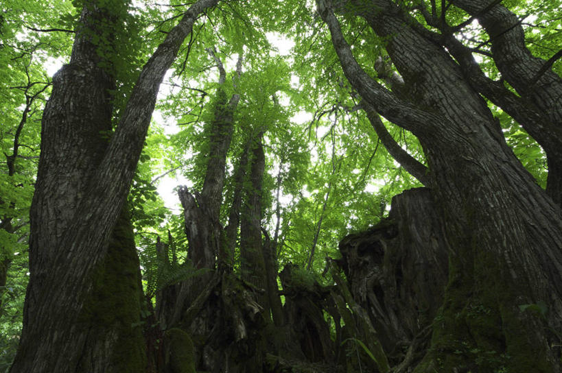 无人,公园,横图,室外,白天,仰视,旅游,度假,草地,草坪,美景,树林,植物,北海道,日本,亚洲,阴影,光线,影子,景观,娱乐,草,树,树木,绿色,阳光,自然,享受,休闲,景色,放松,生长,成长,自然风光,东亚,日本国,北海道地方,北海道岛,支笏洞爷国立公园,彩图,低角度拍摄