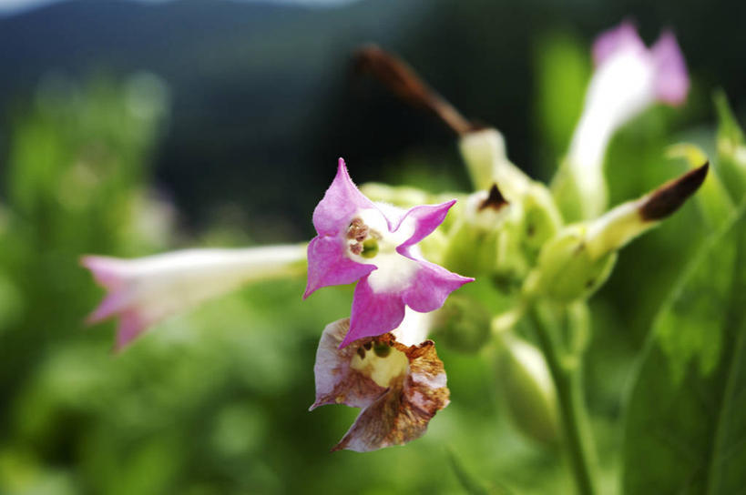 无人,横图,室外,特写,白天,正面,草地,草坪,美景,树林,植物,四朵,阴影,朦胧,模糊,盛开,光线,影子,景观,草药,药草,花蕾,中药,草,花,花瓣,花朵,鲜花,树,树木,粉色,绿色,阳光,自然,花苞,花蕊,景色,生长,成长,自然风光,药材,中草药,中药材,本草,陪伴,花烟草,烟草花,美花烟草,彩图