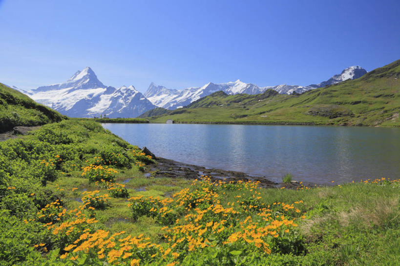 无人,横图,室外,白天,正面,旅游,度假,草地,草坪,湖,湖泊,花海,花圃,美景,山,水,雪,雪山,植物,大雪,叶子,瑞士,欧洲,阴影,盛开,光线,影子,冰,湖面,积雪,景观,山峰,水流,水面,雪景,冬季,冬天,山峦,花蕾,娱乐,草,花,花瓣,花朵,花卉,鲜花,蓝色,绿色,蓝天,天空,阳光,自然,湖水,花丛,花束,花田,天,花苞,花蕊,享受,休闲,景色,放松,寒冷,晴朗,冰冷,自然风光,中欧,万里无云,严寒,瑞士联邦,冰凉,酷寒,凛冽,凛凛,极冷,晴空,晴空万里,彩图,格林德尔瓦尔德