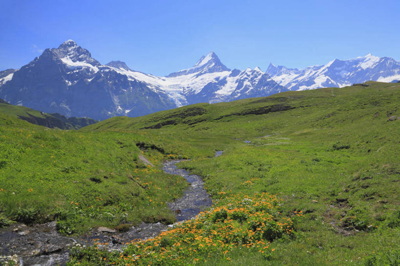 无人,横图,室外,白天,正面,旅游,度假,草地,草坪,花海,花圃,河流,美景,山,水,雪,雪山,植物,大雪,叶子,瑞士,欧洲,阴影,曲折,弯曲,盛开,光线,影子,冰,河水,积雪,景观,山峰,水流,雪景,冬季,冬天,山峦,花蕾,娱乐,草,花,花瓣,花朵,花卉,鲜花,蓝色,绿色,蓝天,天空,小溪,阳光,自然,花丛,花束,花田,天,溪水,花苞,花蕊,享受,休闲,景色,放松,寒冷,蜿蜒,晴朗,冰冷,自然风光,中欧,万里无云,严寒,瑞士联邦,冰凉,酷寒,凛冽,凛凛,极冷,晴空,晴空万里,彩图,格林德尔瓦尔德