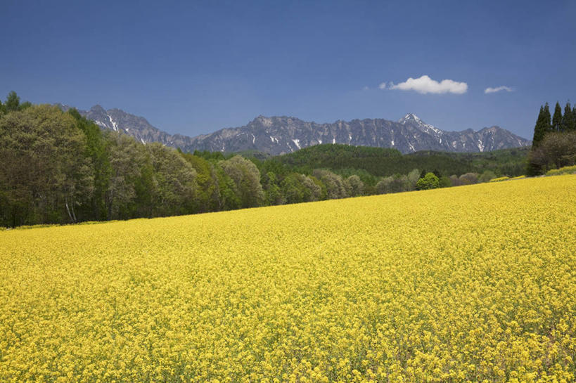 无人,公园,农田,横图,室外,白天,正面,旅游,度假,庄稼,农作物,草地,草坪,花海,花圃,美景,山,山脉,植物,叶子,长野县,日本,亚洲,许多,阴影,盛开,光线,影子,景观,山峰,云,云朵,山峦,很多,花蕾,云彩,娱乐,草,花,花瓣,花朵,花卉,鲜花,树,树木,蓝色,绿色,白云,蓝天,天空,阳光,自然,花丛,花束,花田,群山,天,花苞,花蕊,油菜花,享受,休闲,景色,放松,生长,晴朗,成长,自然风光,东亚,本州,关东地方,本州岛,日本国,中部地方,群马,群马县,长野,新潟,新潟县,国立公园,晴空,彩图,耕地,庄稼田,油菜花田,上信越高原国立公园,户隐高原,芸苔,芸薹