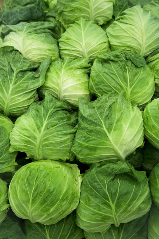 无人,竖图,俯视,室内,特写,白天,蔬菜,椰菜,卷心菜,一堆,许多,阴影,堆叠,堆积,新鲜,反射,影子,食品,很多,食物,绿色,甘蓝,有机食品,绿色食品,青春,堆,生命,和平,安详,冷色,甘蓝菜,结球甘蓝,甘兰,包心菜,彩图,高角度拍摄,圆白菜