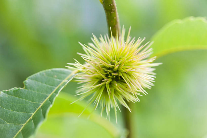 无人,横图,室外,特写,白天,正面,美景,植物,叶子,阴影,朦胧,模糊,光线,纹理,影子,景观,板栗,栗子,坚果,绿叶,毛栗子,板栗树,树,树木,一个,绿色,阳光,自然,嫩叶,景色,生长,单个,成长,自然风光,肌理,毛栗,栗果,栗楔,叶,叶片,叶脉,彩图,栗子树