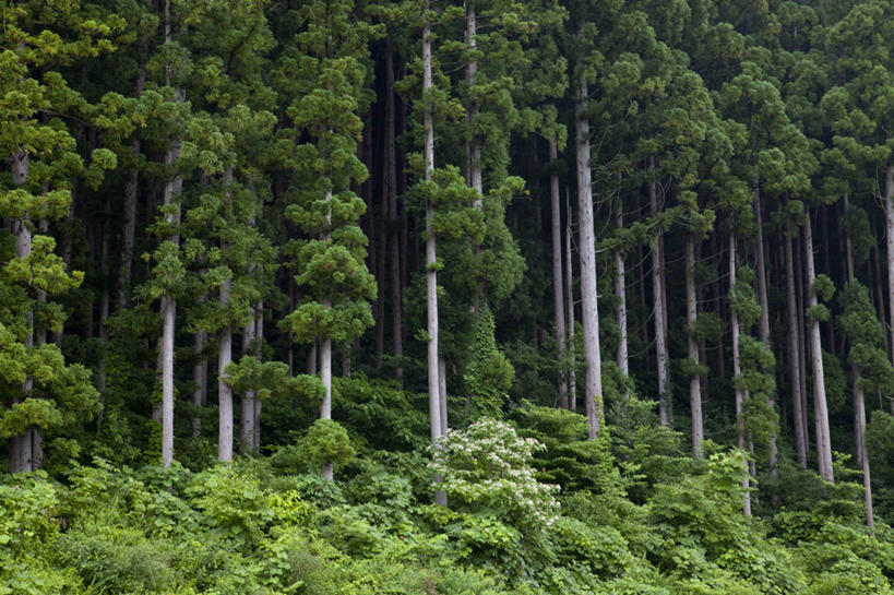 无人,横图,室外,白天,正面,美景,森林,树林,植物,松树,日本,亚洲,景观,雪松,树,树木,绿色,自然,景色,生长,成长,自然风光,坚定,东亚,本州,本州岛,日本国,东北地方,福岛,福岛县,长寿,贞洁,香柏,彩图