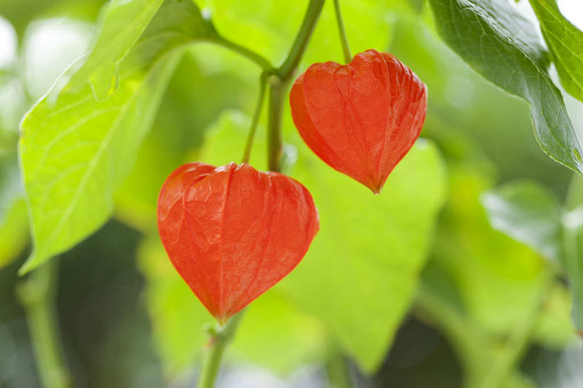 无人,果园,横图,室外,特写,白天,正面,美景,田园,植物,水果,叶子,阴影,朦胧,模糊,新鲜,光线,纹理,影子,景观,生食,食品,果实,果树,绿叶,树,树木,食物,两个,红色,绿色,阳光,自然,嫩叶,景色,有机食品,绿色食品,生长,成长,自然风光,冬樱花,肌理,田庄,悸动,冬海棠,高盆樱,园子,叶,叶片,叶脉,彩图