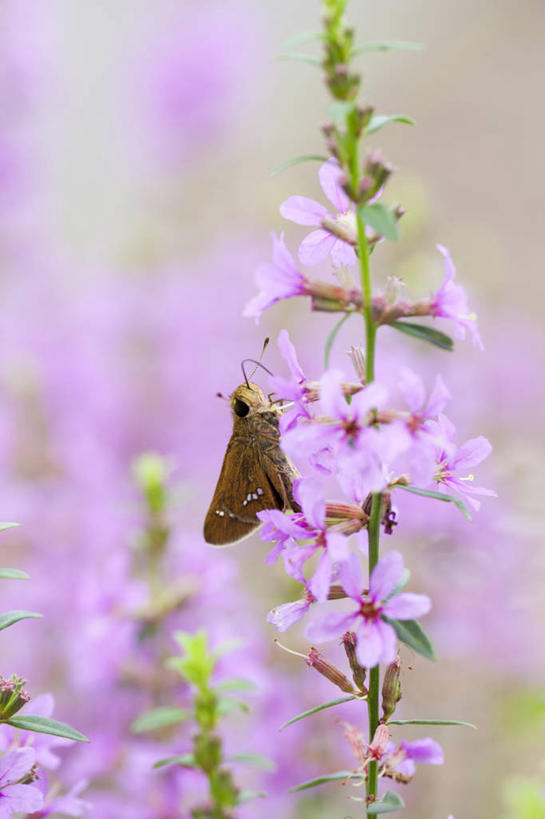 无人,竖图,室外,特写,白天,侧面,花海,花圃,美景,植物,蝴蝶,叶子,阴影,朦胧,模糊,盛开,光线,昆虫,影子,景观,花蕾,注视,停留,花,花瓣,花朵,花卉,鲜花,一只,粉色,绿色,阳光,自然,动物,花丛,花束,花田,花苞,花蕊,观察,看,景色,观看,停止,察看,关注,自然风光,益虫,珍珠菜,逗留,停顿,扯根菜,彩图,全身