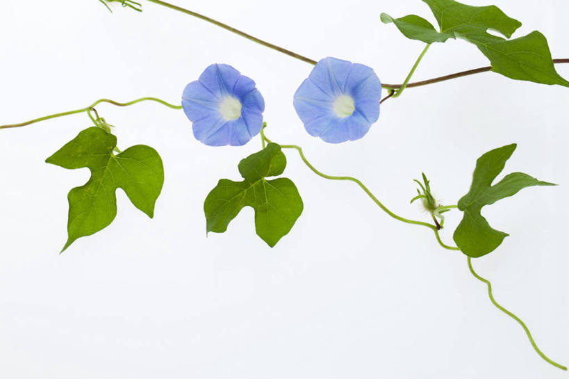 无人,横图,室内,特写,白天,白色背景,正面,爱情,喇叭花,叶子,盛开,绿叶,花蕾,花,花瓣,花朵,鲜花,两朵,蓝色,花苞,花蕊,嫩叶,摄影,影棚,虚幻,牵牛,牵牛子,勤娘子,朝颜花,冷静,牵牛花,叶,叶片,彩图,影棚拍摄,拍摄,朝颜