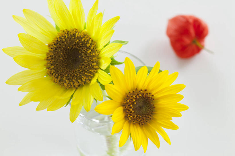 无人,横图,俯视,室内,特写,白天,白色背景,爱情,幸福,太阳,向日葵,花瓶,叶子,阴影,盛开,反射,影子,绿叶,花蕾,玻璃制品,花,花瓣,花朵,鲜花,两朵,一朵,一个,黄色,红色,玻璃瓶,瓶子,花苞,花蕊,嫩叶,摄影,影棚,单个,光辉,冬樱花,沉默,忠诚,勇敢,投缘,爱慕,悸动,冬海棠,高盆樱,高傲,朝阳花,葵花,望日莲,向阳花,转日莲,叶,叶片,彩图,高角度拍摄,影棚拍摄,拍摄