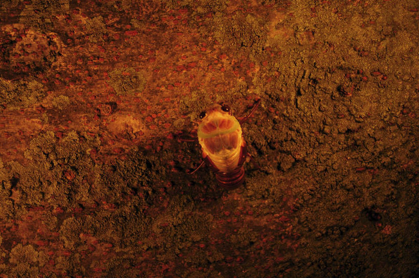 无人,横图,室外,特写,白天,石头,蝉,阴影,光线,昆虫,石子,影子,墙,褐色,停留,墙壁,墙面,一只,背面,阳光,动物,停止,害虫,蚱蝉,逗留,停顿,石块,岩石,知了,彩图,全身