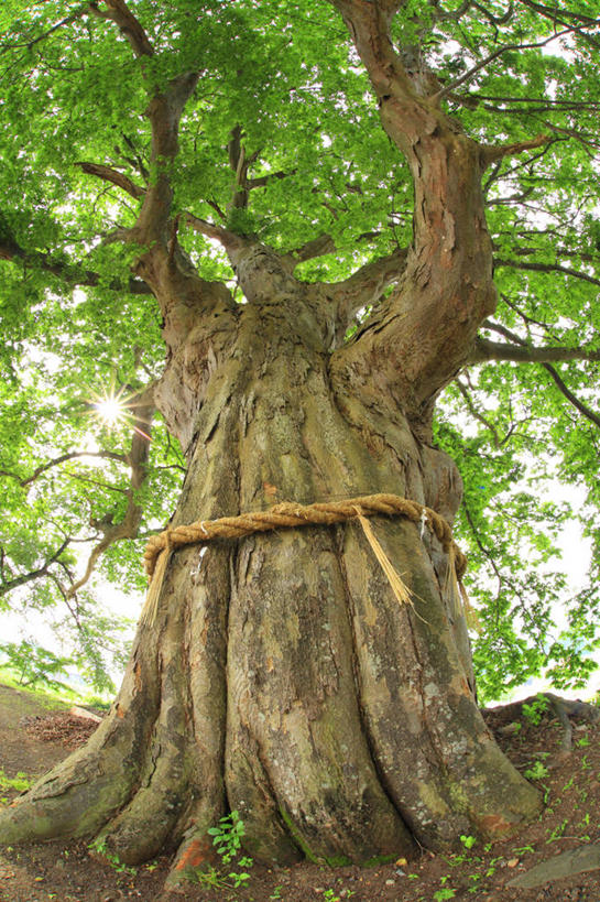 无人,竖图,室外,白天,仰视,美景,森林,树林,植物,长野县,日本,亚洲,阴影,朦胧,模糊,光线,影子,景观,树桩,树,树干,树木,绿色,阳光,自然,木桩,景色,生长,成长,自然风光,东亚,本州,本州岛,日本国,中部地方,长野,彩图,低角度拍摄,饭山市