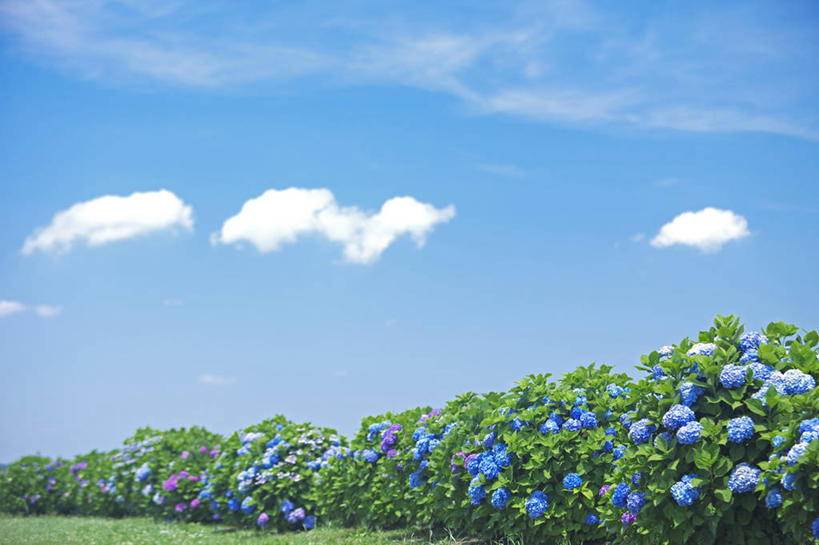 无人,横图,室外,白天,正面,旅游,度假,骄傲,草地,草坪,花海,花圃,美景,植物,八仙花,叶子,神奈川,日本,亚洲,阴影,盛开,光线,影子,景观,云,云朵,神奈川县,花蕾,云彩,娱乐,草,花,花瓣,花朵,花卉,鲜花,蓝色,绿色,白云,蓝天,天空,阳光,自然,花丛,花束,花田,天,花苞,花蕊,绣球花,享受,休闲,景色,放松,晴朗,紫阳花,洋绣球,自然风光,东亚,本州,关东地方,本州岛,日本国,草绣球,斗球,七变化,粉团花,善变,晴空,彩图,平冢市