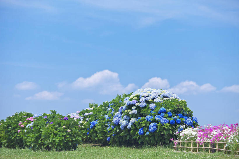 无人,栏杆,横图,室外,白天,正面,旅游,度假,骄傲,草地,草坪,花海,花圃,美景,植物,八仙花,叶子,神奈川,日本,亚洲,阴影,盛开,光线,影子,栅栏,景观,篱笆,云,云朵,围栏,神奈川县,花蕾,云彩,娱乐,护栏,草,花,花瓣,花朵,花卉,鲜花,粉色,蓝色,绿色,白云,蓝天,天空,阳光,自然,花丛,花束,花田,天,花苞,花蕊,绣球花,享受,休闲,景色,放松,晴朗,紫阳花,洋绣球,自然风光,东亚,本州,关东地方,本州岛,日本国,草绣球,斗球,七变化,粉团花,善变,晴空,彩图,平冢市