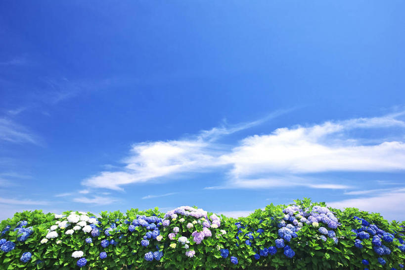 无人,横图,室外,白天,正面,旅游,度假,骄傲,花海,花圃,美景,植物,八仙花,叶子,神奈川,日本,亚洲,阴影,盛开,光线,影子,景观,云,云朵,神奈川县,花蕾,云彩,娱乐,花,花瓣,花朵,花卉,鲜花,蓝色,绿色,白云,蓝天,天空,阳光,自然,花丛,花束,花田,天,花苞,花蕊,绣球花,享受,休闲,景色,放松,晴朗,紫阳花,洋绣球,自然风光,东亚,本州,关东地方,本州岛,日本国,草绣球,斗球,七变化,粉团花,善变,晴空,彩图,平冢市