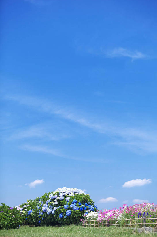 无人,栏杆,竖图,室外,白天,正面,旅游,度假,骄傲,草地,草坪,花海,花圃,美景,植物,八仙花,叶子,神奈川,日本,亚洲,阴影,盛开,光线,影子,栅栏,景观,篱笆,云,云朵,围栏,神奈川县,花蕾,云彩,娱乐,护栏,草,花,花瓣,花朵,花卉,鲜花,蓝色,绿色,白云,蓝天,天空,阳光,自然,花丛,花束,花田,天,花苞,花蕊,绣球花,享受,休闲,景色,放松,晴朗,紫阳花,洋绣球,自然风光,东亚,本州,关东地方,本州岛,日本国,草绣球,斗球,七变化,粉团花,善变,晴空,彩图,平冢市