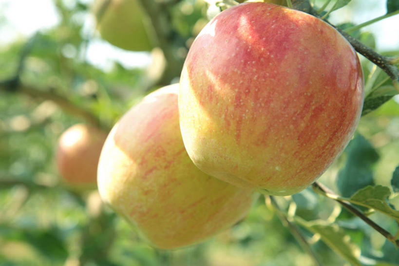 无人,果园,横图,室外,特写,白天,正面,美景,田园,植物,苹果,水果,叶子,长野县,日本,亚洲,吊挂,悬挂,阴影,朦胧,模糊,新鲜,光线,影子,景观,生食,食品,果实,果树,绿叶,枝条,挂,树,树木,树枝,食物,绿色,阳光,自然,嫩叶,景色,有机食品,绿色食品,生长,成长,自然风光,东亚,本州,田庄,本州岛,日本国,中部地方,长野,诹访,诹访市,虬枝,枝杈,园子,叶,叶片,彩图