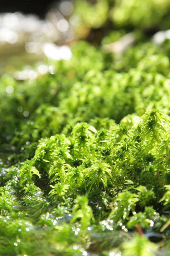 无人,竖图,室外,特写,白天,正面,河流,美景,水,叶子,长野县,日本,亚洲,阴影,朦胧,模糊,光线,影子,河水,景观,水流,青苔,绿叶,苔藓,阳光,自然,嫩叶,景色,自然风光,东亚,本州,本州岛,日本国,中部地方,长野,诹访,诹访市,叶,叶片,彩图