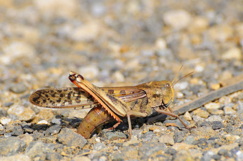 无人,横图,室外,特写,白天,侧面,石头,美景,一堆,许多,阴影,堆叠,堆积,朦胧,模糊,光线,昆虫,石子,影子,景观,很多,注视,一只,阳光,自然,动物,观察,看,趴着,景色,观看,堆,察看,关注,蝗虫,自然风光,蚂蚱,害虫,排卵,产卵,石块,趴,彩图,全身