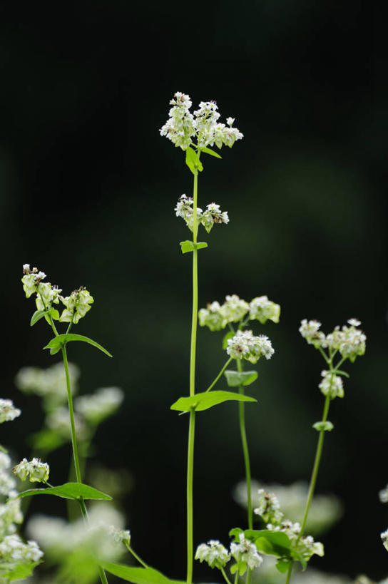 无人,竖图,室外,特写,白天,正面,农作物,花海,花圃,美景,植物,叶子,阴影,朦胧,模糊,盛开,光线,影子,景观,谷物,荞麦,花蕾,花,花瓣,花朵,花卉,鲜花,绿色,白色,阳光,自然,花丛,花束,花田,花苞,花蕊,景色,荞麦花,自然风光,彩图