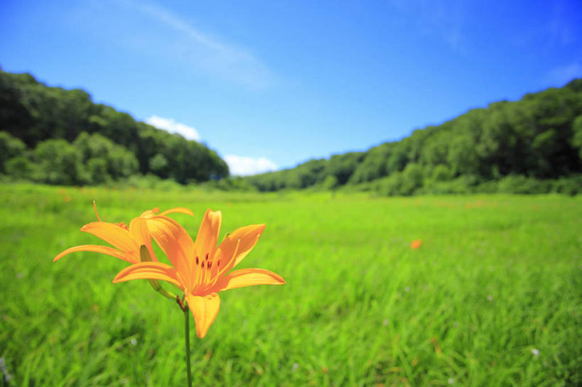 无人,横图,室外,白天,正面,旅游,度假,草地,草坪,美景,树林,植物,萱草,长野县,日本,亚洲,阴影,朦胧,模糊,盛开,光线,影子,景观,云,云朵,花蕾,云彩,娱乐,草,花,花瓣,花朵,鲜花,树,树木,两朵,蓝色,绿色,白云,蓝天,天空,阳光,自然,天,花苞,花蕊,享受,休闲,景色,放松,生长,晴朗,成长,自然风光,东亚,本州,本州岛,日本国,中部地方,长野,疗愁,萱草花,宜男,晴空,忘忧草,金针菜,黄花菜,黄花,彩图,大苞萱草,大花萱草