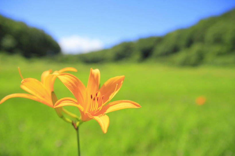 无人,横图,室外,特写,白天,正面,旅游,度假,草地,草坪,美景,树林,植物,萱草,长野县,日本,亚洲,阴影,朦胧,模糊,盛开,光线,影子,景观,云,云朵,花蕾,云彩,娱乐,草,花,花瓣,花朵,鲜花,树,树木,两朵,蓝色,绿色,白云,蓝天,天空,阳光,自然,天,花苞,花蕊,享受,休闲,景色,放松,生长,晴朗,成长,自然风光,东亚,本州,本州岛,日本国,中部地方,长野,疗愁,萱草花,宜男,晴空,忘忧草,金针菜,黄花菜,黄花,彩图,大苞萱草,大花萱草