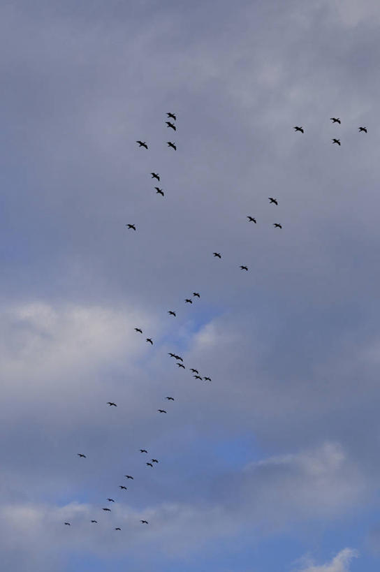 无人,竖图,室外,白天,仰视,旅游,度假,美景,鸟,东京,日本,亚洲,一群,许多,飞翔,伸展,张开,展翅,阴影,飞行,光线,翅膀,鸬鹚,鸟类,影子,景观,云,云朵,很多,翱翔,云彩,娱乐,飞,捕鱼,蓝色,白云,蓝天,天空,阳光,自然,天,享受,休闲,景色,放松,晴朗,自然风光,鱼鹰,水老鸦,东亚,张开翅膀,本州,关东地方,本州岛,日本国,东京都,展开翅膀,晴空,彩图,低角度拍摄,全身