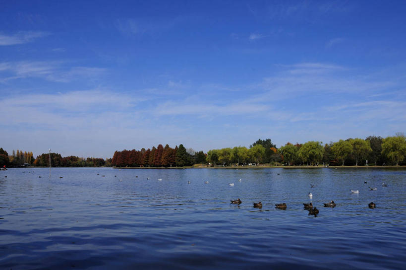 游泳,无人,横图,室外,白天,正面,旅游,度假,湖,湖泊,美景,树林,水,植物,枫树,鸟,东京,日本,亚洲,许多,阴影,光线,鸟类,鸭,影子,湖面,景观,水流,水面,云,云朵,云彩,注视,娱乐,家禽,树,树木,蓝色,绿色,白云,蓝天,天空,阳光,自然,动物,湖水,天,观察,看,享受,休闲,景色,放松,牲畜,生长,晴朗,成长,观看,察看,关注,自然风光,东亚,本州,关东地方,本州岛,日本国,东京都,槭树,日本红枫,日本红丝带,泅水,水元公园,拍浮,葛饰区,晴空,彩图,全身