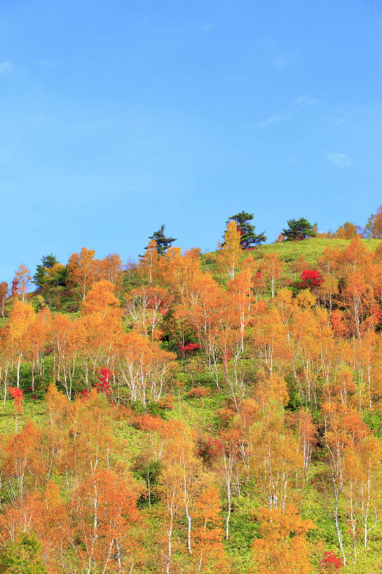 无人,竖图,室外,白天,仰视,旅游,度假,美景,秋季,森林,树林,植物,长野县,日本,亚洲,阴影,光线,影子,景观,娱乐,树,树木,蓝色,绿色,蓝天,天空,阳光,自然,天,享受,休闲,景色,放松,生长,晴朗,成长,自然风光,东亚,本州,万里无云,本州岛,日本国,中部地方,长野,山之内,山之内町,下高井郡,晴空,晴空万里,秋,秋天,彩图,低角度拍摄