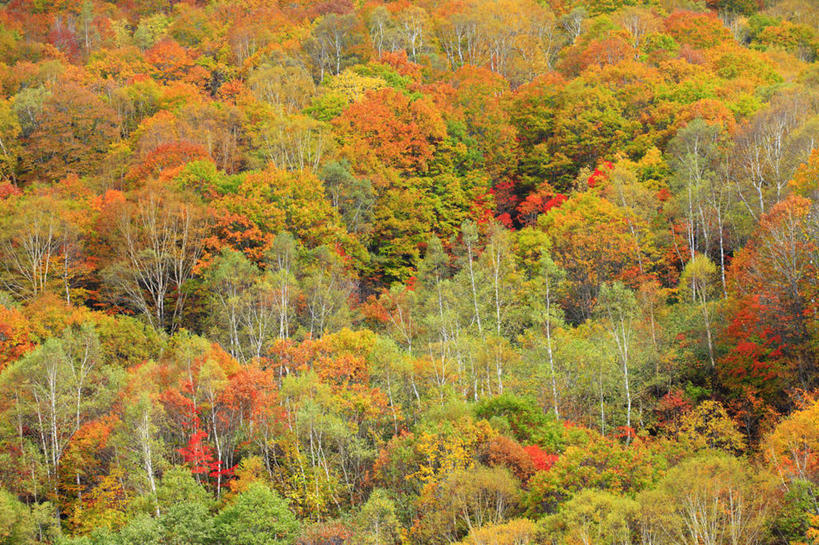 无人,横图,室外,白天,正面,旅游,度假,美景,秋季,森林,树林,植物,长野县,日本,亚洲,景观,娱乐,树,树木,绿色,自然,享受,休闲,景色,放松,生长,成长,自然风光,东亚,本州,本州岛,日本国,中部地方,长野,山之内,山之内町,下高井郡,秋,秋天,彩图