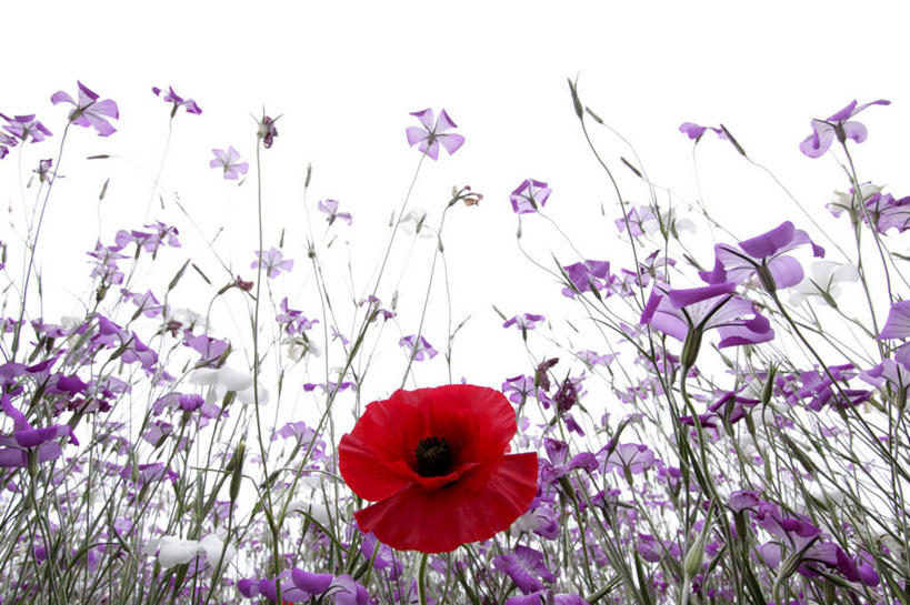 无人,横图,室外,白天,仰视,花海,花圃,美景,植物,罂粟,叶子,阴影,盛开,光线,影子,景观,花蕾,虞美人,花,花瓣,花朵,花卉,鲜花,红色,绿色,紫色,天空,阳光,自然,花丛,花束,花田,天,花苞,花蕊,景色,安慰,自然风光,丽春花,赛牡丹,生离,顺从,死别,慰问,罂粟花,米囊花,彩图,低角度拍摄,仙女蒿,虞美人草