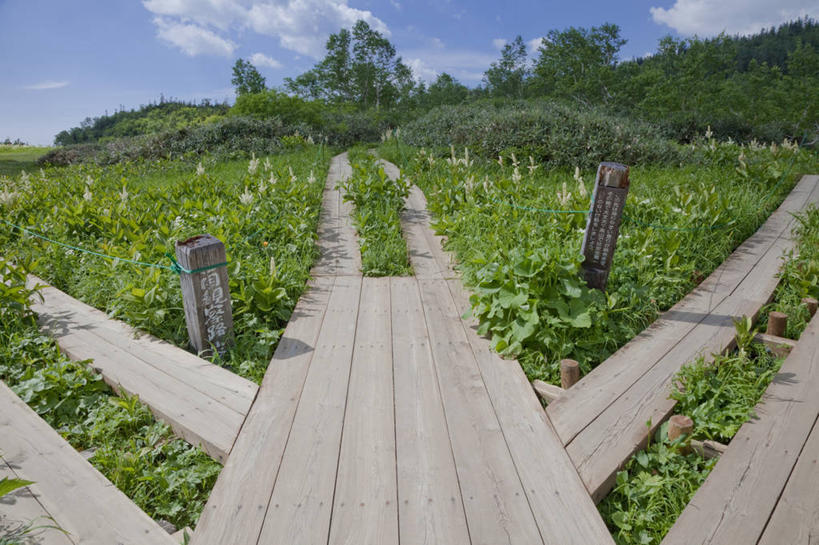 无人,横图,室外,白天,正面,旅游,度假,花海,花圃,美景,树林,植物,地板,叶子,长野县,日本,亚洲,阴影,盛开,光线,影子,景观,云,云朵,地面,花蕾,云彩,娱乐,木地板,花,花瓣,花朵,花卉,鲜花,树,树木,蓝色,绿色,白云,蓝天,天空,阳光,自然,花丛,花束,花田,天,花苞,花蕊,享受,休闲,景色,放松,生长,晴朗,成长,自然风光,东亚,本州,本州岛,日本国,中部地方,长野,北安,北安昙郡,晴空,彩图,小谷村,栂池高原