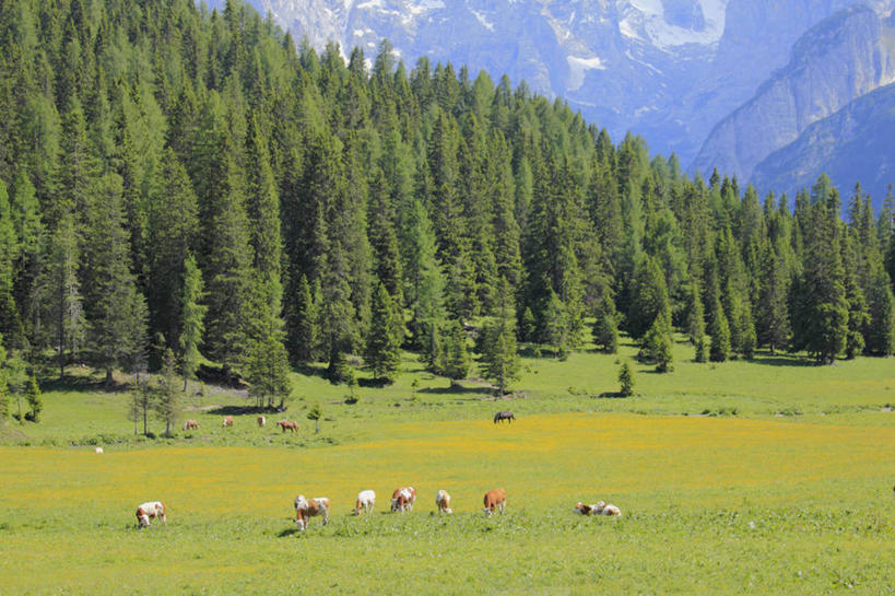 无人,站,横图,室外,白天,正面,旅游,度假,草地,草坪,美景,山,山脉,树林,植物,羊,意大利,欧洲,阿尔卑斯山,许多,阴影,光线,影子,景观,山峰,山峦,很多,娱乐,草,树,树木,绿色,阳光,自然,动物,群山,站着,享受,休闲,家畜,景色,放松,牲畜,生长,成长,南欧,自然风光,阿尔卑斯山脉,意大利共和国,威内托,威内托大区,多洛米蒂山脉,贝卢诺,贝卢诺省,绵羊,站立,彩图,全身,波尔萨诺,博尔扎诺,特伦托自治省