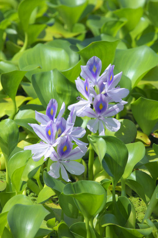 无人,竖图,室外,特写,白天,正面,花海,花圃,美景,植物,叶子,阴影,朦胧,模糊,盛开,光线,影子,景观,花蕾,花,花瓣,花朵,花卉,鲜花,绿色,紫色,阳光,自然,花丛,花束,花田,花苞,花蕊,景色,自然风光,水葫芦,凤眼蓝,凤眼莲,水浮莲,此情不渝,至死不渝,彩图