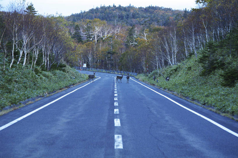 无人,走,横图,室外,白天,正面,旅游,度假,草地,草坪,石头,美景,山,山脉,树林,植物,道路,路,公路,鹿,野生动物,北海道,日本,亚洲,三只,石子,景观,山顶,山峰,分界线,停车线,交通,山峦,注视,娱乐,草,树,树木,绿色,自然,动物,群山,观察,看,享受,休闲,景色,放松,可爱,活泼,生长,成长,观看,车行道,车行道分界线,察看,关注,自然风光,标线,东亚,车行线,沉积岩,日本国,北海道地方,北海道岛,花鹿,颠峰,极峰,水成岩,石块,岩石,马路,梅花鹿,步行,散步,走路,彩图,全身