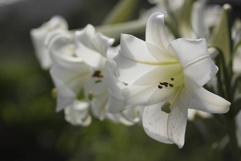 无人,横图,室外,特写,白天,正面,花海,花圃,美景,植物,百合花,叶子,阴影,朦胧,模糊,盛开,光线,影子,景观,花蕾,花,花瓣,花朵,花卉,鲜花,绿色,白色,阳光,自然,花丛,花束,花田,花苞,花蕊,景色,自然风光,强瞿,百合蒜,倒仙,番韭,山丹,彩图,白百合,白花百合,圣母百合