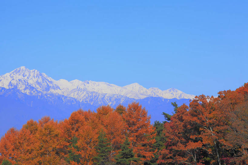 无人,横图,室外,白天,正面,旅游,度假,美景,秋季,森林,山,树林,雪,雪山,植物,大雪,叶子,长野县,富山县,日本,亚洲,阴影,光线,影子,冰,积雪,景观,山峰,雪景,冬季,冬天,枯叶,落叶,山峦,娱乐,树,树木,蓝色,绿色,蓝天,天空,阳光,自然,天,享受,休闲,景色,放松,寒冷,生长,晴朗,成长,冰冷,自然风光,东亚,本州,万里无云,本州岛,日本国,中部地方,岐阜,岐阜县,长野,新潟,新潟县,严寒,冰凉,酷寒,凛冽,凛凛,极冷,富山,叶,叶片,晴空,晴空万里,秋,秋天,彩图,北阿尔卑斯山,飞驒山脉