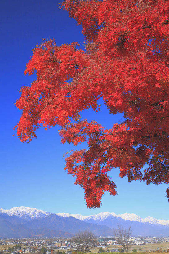 无人,家,竖图,室外,白天,正面,旅游,度假,美景,秋季,森林,山,树林,雪,雪山,植物,大雪,城市风光,城市,建筑,叶子,长野县,富山县,日本,亚洲,阴影,光线,影子,房屋,屋子,冰,积雪,景观,山峰,雪景,冬季,冬天,公寓,枯叶,落叶,山峦,娱乐,建设,洋房,楼房,住宅,树,树木,蓝色,绿色,蓝天,天空,阳光,自然,天,享受,休闲,景色,放松,寒冷,生长,晴朗,成长,冰冷,东亚,本州,万里无云,本州岛,日本国,中部地方,岐阜,岐阜县,长野,新潟,新潟县,严寒,冰凉,酷寒,凛冽,凛凛,极冷,富山,叶,叶片,晴空,晴空万里,秋,秋天,彩图,房子,北阿尔卑斯山,飞驒山脉