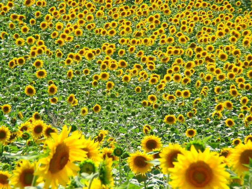 无人,横图,室外,特写,白天,正面,爱情,幸福,太阳,向日葵,许多,阴影,盛开,光线,影子,花蕾,花,花瓣,花朵,鲜花,黄色,阳光,花苞,花蕊,光辉,沉默,忠诚,勇敢,投缘,爱慕,高傲,朝阳花,葵花,望日莲,向阳花,转日莲,彩图